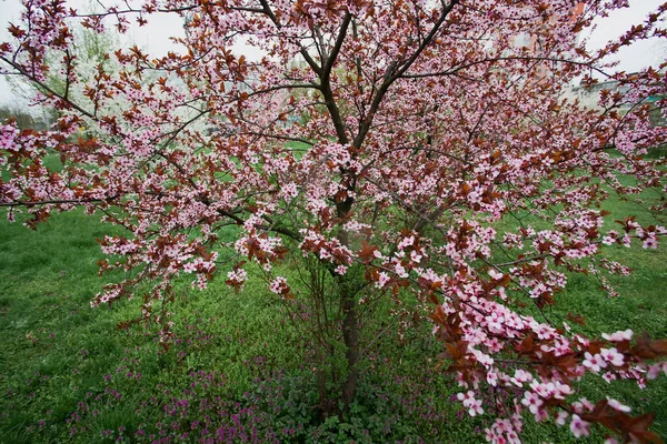 Arbusto Com Inflorescências Rosa Molhado Chuva Parque Cidade Imagem Para — Fotografia de Stock