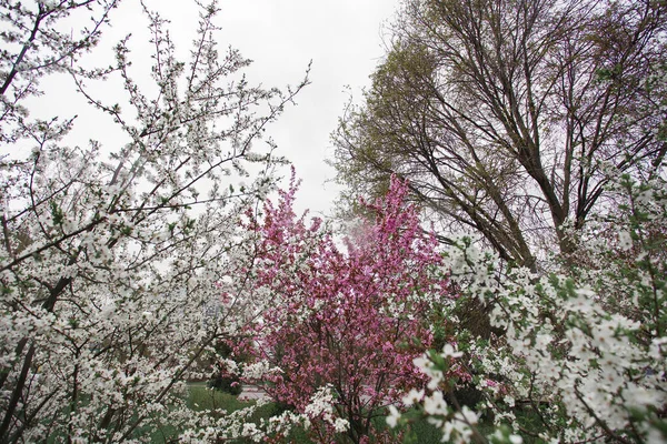 Arbusto Com Inflorescências Cor Rosa Branco Molhado Chuva Parque Cidade — Fotografia de Stock