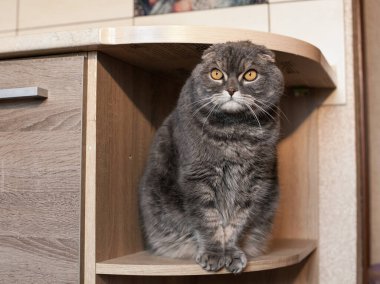 Yakışıklı, gri çizgili bir İskoç, mutfaktaki mobilya rafında oturuyor. Evcil bir hayvanın portresi..