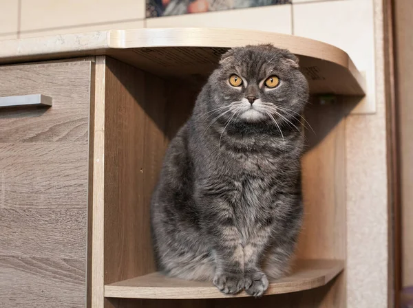 一个英俊的 灰色条纹的苏格兰成年人正坐在厨房的家具架上 公寓里一只宠物的画像 — 图库照片