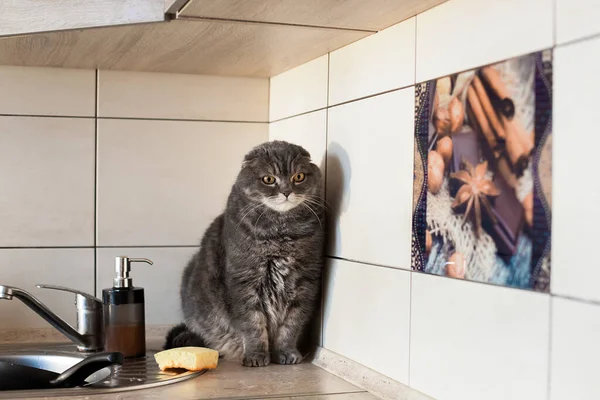 一只失聪的苏格兰人在厨房洗碗 剧情是关于日常作业 厨房和宠物的清洁 — 图库照片