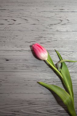 Güzel, pembe bir lale ahşap bir arka planda yatıyor. Tasarımınız veya alışılmadık resimleriniz için yaratıcı resim.