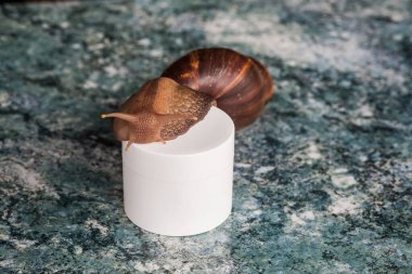 Cilt yenilenmesi için büyük bir Achatina salyangozu ve cilt yenilenmesi için tıbbi prosedürler, krem için beyaz bir kutu, parlak desenli bir masa üstü. Güzellik ve kozmetoloji salonları için görüntü.