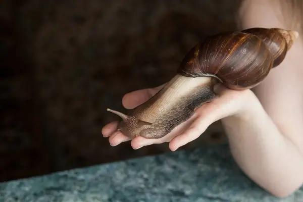 A large adult snail for cosmetic and medical procedures for skin regeneration, rejuvenation, lies on a womans hand. Image for beauty and cosmetology salons.