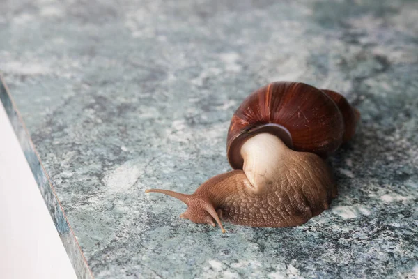 A large adult snail for cosmetic and medical procedures for skin regeneration, rejuvenation on a stone blue textured background.  Image for beauty and cosmetology salons.