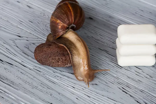 Large Achatina snail for cosmetic and medical procedures for skin regeneration, rejuvenation, soap and stone for foot peeling, on a wooden background. Image for beauty and cosmetology salons.