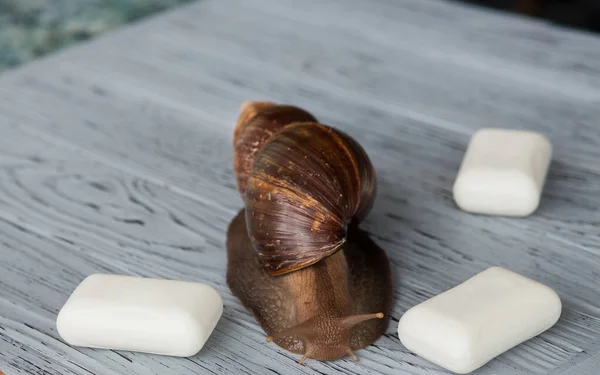 Large Achatina snail for cosmetic and medical procedures for skin regeneration, rejuvenation and soap, on a wooden background. Image for beauty and cosmetology salons.