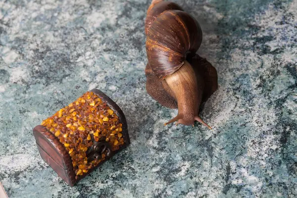 A large adult Achatina snail for cosmetic and medical procedures for skin regeneration, rejuvenation and a decorative box made of amber. Image for beauty and cosmetology salons.