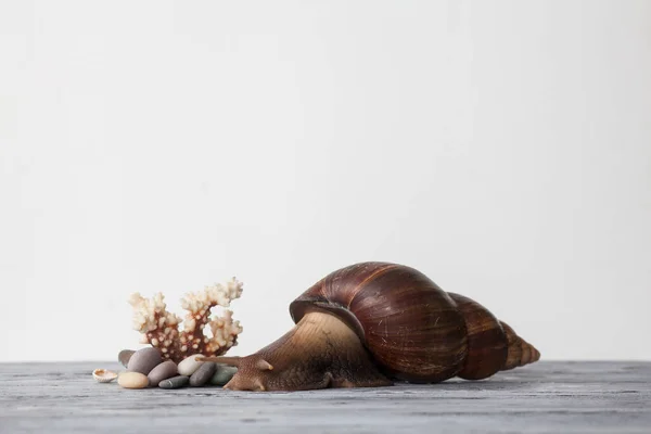 Large Achatina snail for cosmetic and medical procedures for skin regeneration, rejuvenation and coral, on a wooden textured background. Image for beauty and cosmetology salons.