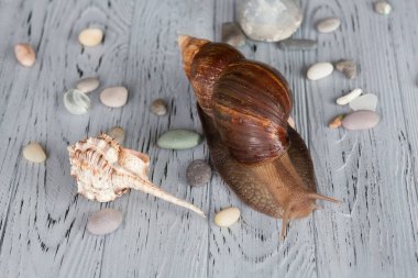 Yetişkin Achatina salyangozu cilt yenilenmesi, yenilenme, kabuk ve deniz çakılları için tıbbi prosedürler ve ahşap desenli arka planda. Güzellik ve kozmetoloji salonları için görüntü.