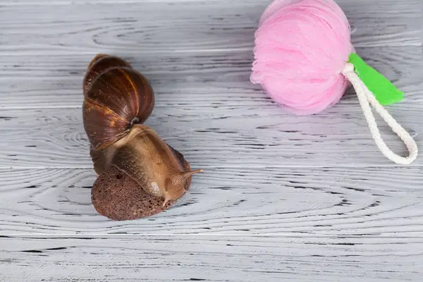 Large Achatina snail for cosmetic and medical procedures for skin regeneration, rejuvenation, washcloth and stone for foot peeling, on a wooden background. Image for beauty and cosmetology salons.