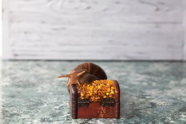 A large adult Achatina snail for cosmetic and medical procedures for skin regeneration, rejuvenation and a decorative box made of amber. Image for beauty and cosmetology salons.
