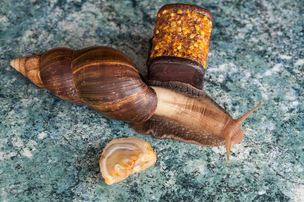 Large adult Achatina snail for cosmetic and medical procedures for skin regeneration, rejuvenation, stone and a decorative box made of amber. Image for beauty and cosmetology salons.