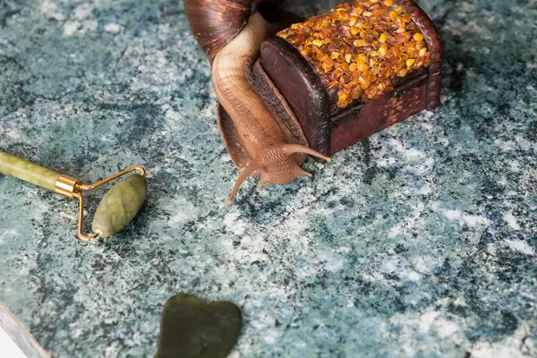 Large adult Achatina snail for cosmetic and medical procedures for skin regeneration, rejuvenation, stone, roller for face and a decorative box made of amber. Image for beauty and cosmetology salons.