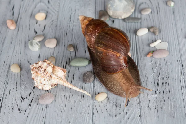 Adult Achatina snail for cosmetic and medical procedures for skin regeneration, rejuvenation, shell and sea pebbles, on a wooden textured background. Image for beauty and cosmetology salons.