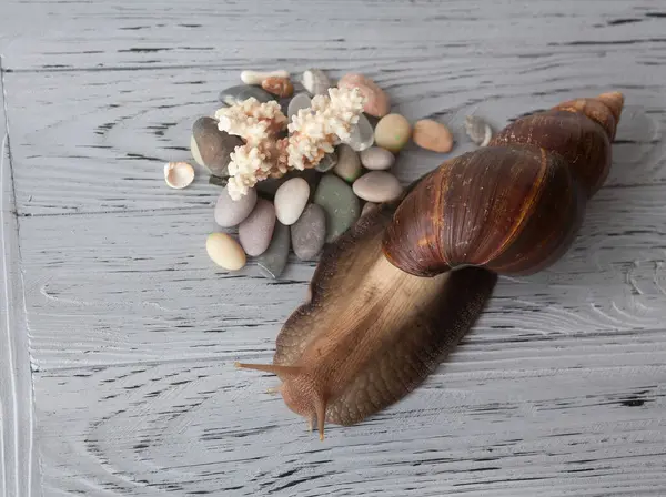 Large Achatina snail for cosmetic and medical procedures for skin regeneration, rejuvenation, coral and sea pebbles, on a wooden textured background. Image for beauty and cosmetology salons.
