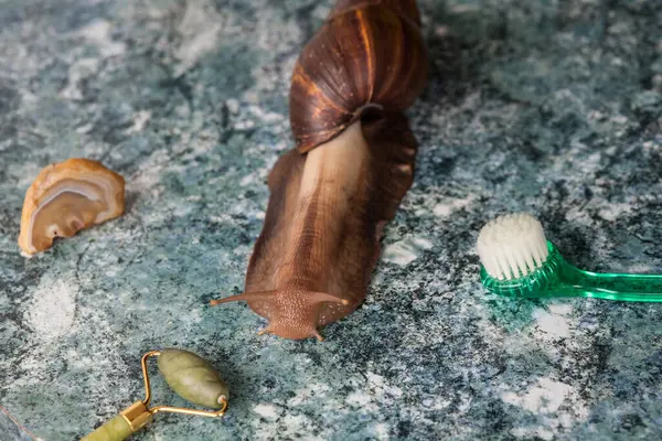 Large Achatina snail for cosmetic and medical procedures for skin regeneration, rejuvenation, roller, stone and cosmetic facial brush. Image for beauty and cosmetology salons.