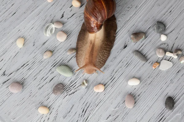 Adult Achatina snail for cosmetic and medical procedures for skin regeneration, rejuvenation and sea pebbles, on a wooden textured background. Image for beauty and cosmetology salons.