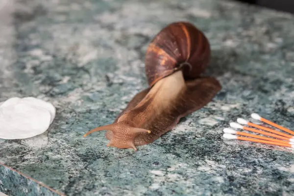 Achatina snail for cosmetic and medical procedures for skin regeneration, rejuvenation, sponges and cotton swabs for the ears, on the tabletop. Image for beauty and cosmetology salons.