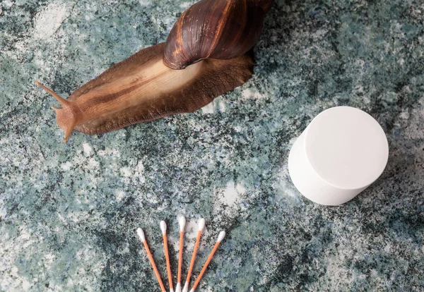 Achatina snail for cosmetic and medical procedures for skin regeneration, rejuvenation, a white box for cream and cotton swabs for the ears, on the tabletop. Image for beauty and cosmetology salons.
