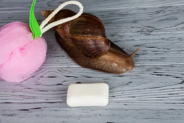 Large Achatina snail for cosmetic and medical procedures for skin regeneration, rejuvenation, washcloth and soap, on a wooden background. Image for beauty and cosmetology salons.
