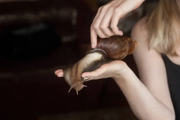 Large adult Achatina snail for cosmetic and medical procedures for skin regeneration, rejuvenation, lies on a hand. Image for beauty and cosmetology salons.