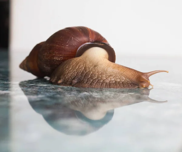 A large adult snail for cosmetic and medical procedures for skin regeneration, rejuvenation on a stone blue textured background.  Image for beauty and cosmetology salons.