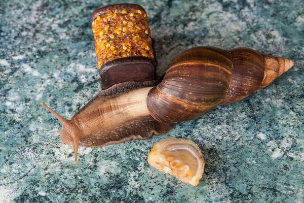 Large adult Achatina snail for cosmetic and medical procedures for skin regeneration, rejuvenation, stone and a decorative box made of amber. Image for beauty and cosmetology salons.