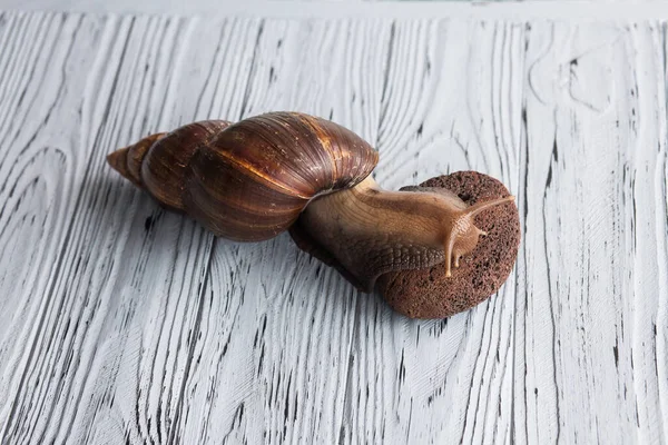 Large Achatina snail for cosmetic and medical procedures for skin regeneration, rejuvenation and stone for foot peeling, on a wooden background. Image for beauty and cosmetology salons.