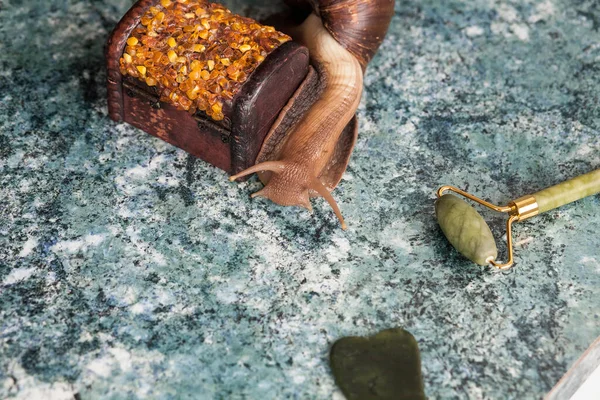 Large adult Achatina snail for cosmetic and medical procedures for skin regeneration, rejuvenation, stone, roller for face and a decorative box made of amber. Image for beauty and cosmetology salons.