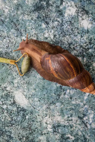 Achatina snail for cosmetic and medical procedures for skin regeneration, rejuvenation, roller for facial massage, on a wooden background.