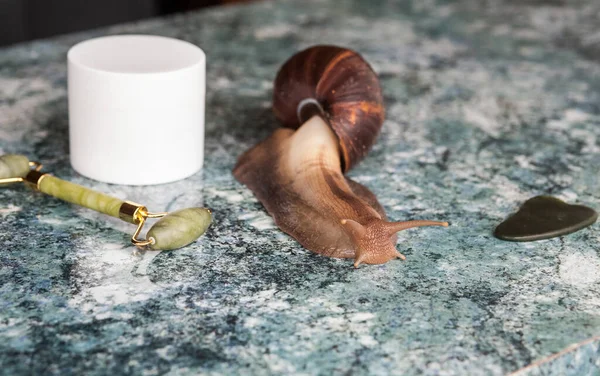 Achatina snail for cosmetic and medical procedures for skin regeneration, rejuvenation, a white box for cream, a figured pebble and a roller for facial massage on a glossy blue textured background.