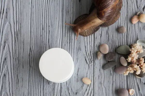 Large Achatina snail for cosmetic and medical procedures for skin regeneration, rejuvenation, coral, sea pebbles and a box for cream, on a wooden background. Image for beauty and cosmetology salons.