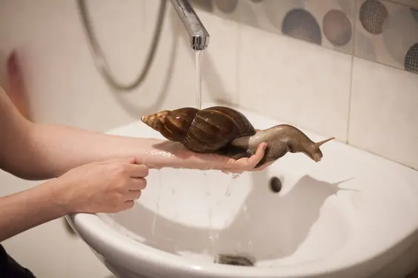 A large adult Achatina snail for cosmetic and medical procedures for skin regeneration, rejuvenation, takes a shower in the hands of a girl in the bathroom. Image for beauty and cosmetology salons.