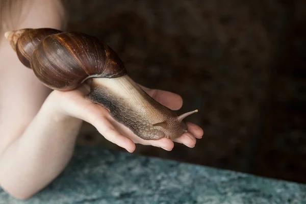 Large adult Achatina snail for cosmetic and medical procedures for skin regeneration, rejuvenation, lies on a womans hand. Image for beauty and cosmetology salons