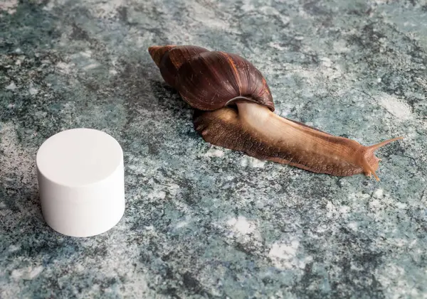 A large Achatina snail for cosmetic and medical procedures for skin regeneration, rejuvenation and a white box for cream, on a glossy textured tabletop. Image for beauty and cosmetology salons.