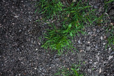 Kötü topraklardaki bir bitkinin ilk filizi, kıyametten sonra. Medeniyet ve dünya üzerindeki yaşam üzerine kavramsal sanat çalışmaları.