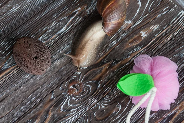 Large Achatina snail for cosmetic and medical procedures for skin regeneration, rejuvenation, washcloth and stone for foot peeling, on a wooden background. Image for beauty and cosmetology salons.