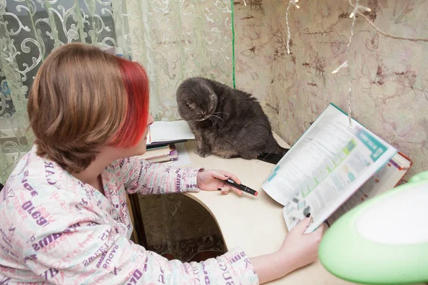 Schoolgirl sits at the table, teaches lessons. On the table, next to it, sits a fold-eared Scots cat. Image about life and study at home and pets.