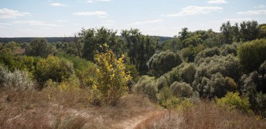 Güneşli bir yaz gününde tepelik bir orman manzarası. Yaratıcı tasarımın veya çizimlerin için doğa hakkında resim.