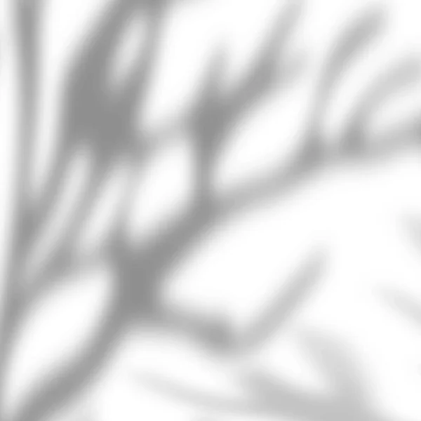 Тень Ветвей Деревьев Силуэт Ветвей Дерева Дефокусе Мокап Искушает Дизайном — стоковый вектор
