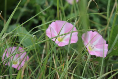 Tarla yosunu çok güzel bir kır çiçeğidir. Ağaç otçul bir sürüngendir. Çiçekler küçük ve gramofon tüpüne benziyor. Çiçek pembedir. Arka planda yeşil çimen. Yaz sahnesi. Güneşli bir gün fotoğrafı.