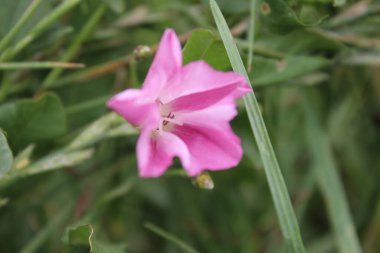 Tarla yosunu çok güzel bir kır çiçeğidir. Ağaç otçul bir sürüngendir. Çiçekler küçük ve gramofon tüpüne benziyor. Çiçek pembedir. Arka planda yeşil çimen. Yaz sahnesi. Güneşli bir gün fotoğrafı.