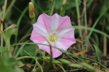 Tarla yosunu çok güzel bir kır çiçeğidir. Ağaç otçul bir sürüngendir. Çiçekler küçük ve gramofon tüpüne benziyor. Çiçek pembedir. Arka planda yeşil çimen. Yaz sahnesi. Güneşli bir gün fotoğrafı.