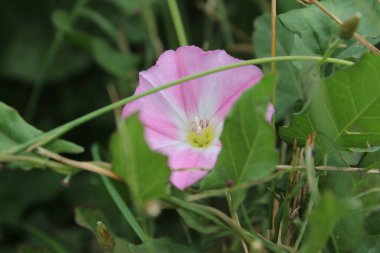 Tarla yosunu çok güzel bir kır çiçeğidir. Ağaç otçul bir sürüngendir. Çiçekler küçük ve gramofon tüpüne benziyor. Çiçek pembedir. Arka planda yeşil çimen. Yaz sahnesi. Güneşli bir gün fotoğrafı.
