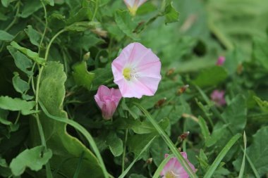 Tarla yosunu çok güzel bir kır çiçeğidir. Ağaç otçul bir sürüngendir. Çiçekler küçük ve gramofon tüpüne benziyor. Çiçek pembedir. Arka planda yeşil çimen. Yaz sahnesi. Güneşli bir gün fotoğrafı.