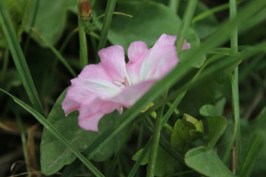 Tarla yosunu çok güzel bir kır çiçeğidir. Ağaç otçul bir sürüngendir. Çiçekler küçük ve gramofon tüpüne benziyor. Çiçek pembedir. Arka planda yeşil çimen. Yaz sahnesi. Güneşli bir gün fotoğrafı.