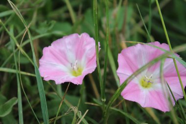 Tarla yosunu çok güzel bir kır çiçeğidir. Ağaç otçul bir sürüngendir. Çiçekler küçük ve gramofon tüpüne benziyor. Çiçek pembedir. Arka planda yeşil çimen. Yaz sahnesi. Güneşli bir gün fotoğrafı.