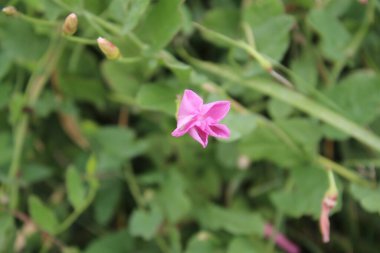Tarla yosunu çok güzel bir kır çiçeğidir. Ağaç otçul bir sürüngendir. Çiçekler küçük ve gramofon tüpüne benziyor. Çiçek pembedir. Arka planda yeşil çimen. Yaz sahnesi. Güneşli bir gün fotoğrafı.