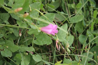 Tarla yosunu çok güzel bir kır çiçeğidir. Ağaç otçul bir sürüngendir. Çiçekler küçük ve gramofon tüpüne benziyor. Çiçek pembedir. Arka planda yeşil çimen. Yaz sahnesi. Güneşli bir gün fotoğrafı.